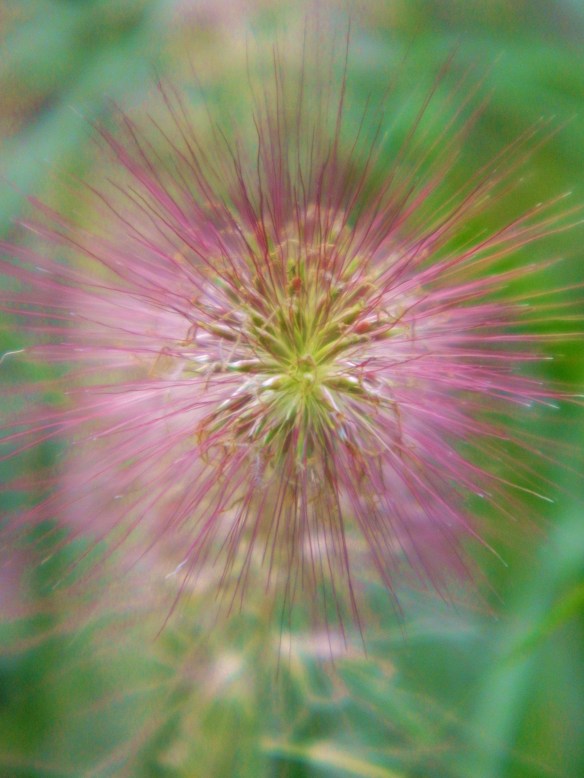 Weekly Photo Challenge: Purple ~ Fuzzy Grass Tips