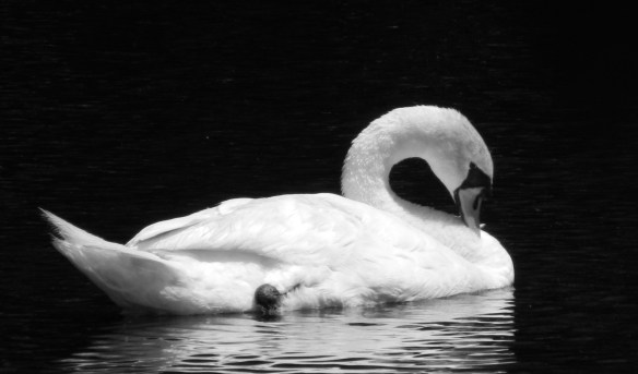 The Swan in Black&White