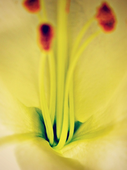 The Center of the Easter Lily